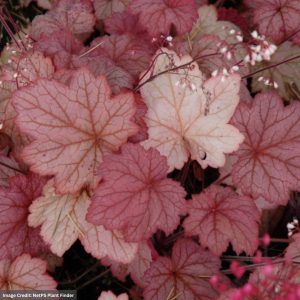 Coral Bells (Heuchera) - Georgia Peach - #2 Container