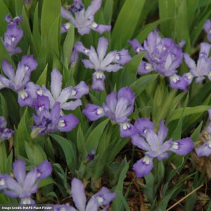 Dwarf Crested Iris - #1 Container