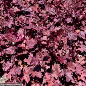 Coral Bells (Heuchera) - Carnival Burgundy Blast - #1 Container
