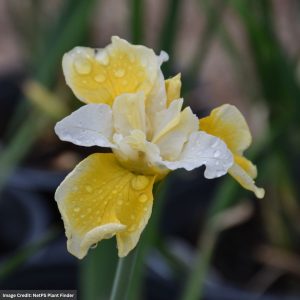 Siberian Iris - Peacock Butterfly™ Solar Energy - #1 Container