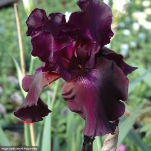 Iris - Superstition - #1 Container