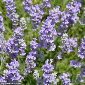 Lavender - Blue Cushion - #1 Container