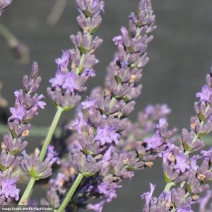 Lavender - Grosso - #1 Container