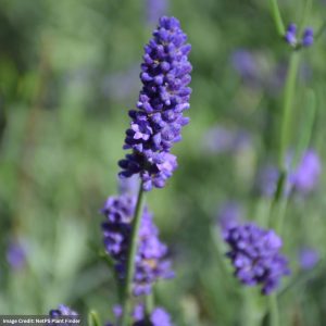 Lavender - Sweet Romance - #1 Container