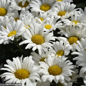 Shasta Daisy (Leucanthemum) - Daisy May® - #1 Container