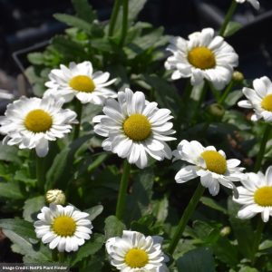 Shasta Daisy (Leucanthemum) - Darling Daisy - #1 Container