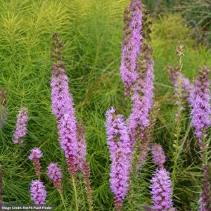 Blazing Star (Liatris Spicata) - Floristan Violett - #2 Container