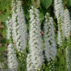 Blazing Star (Liatris Spicata) - Floristan White - #2 Container