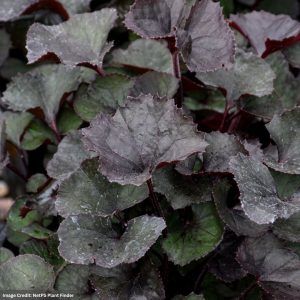 Rayflower (Ligularia) - Pandora - #1 Container