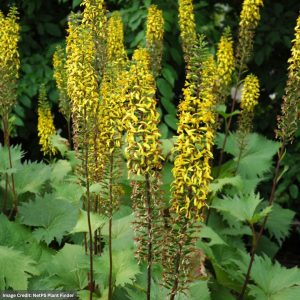 Rayflower (Ligularia) - The Rocket - #1 Container