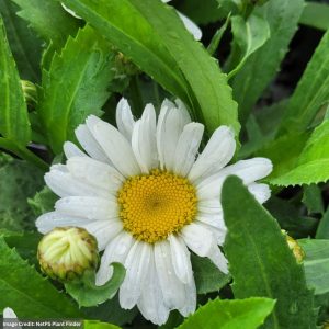 Shasta Daisy (Leucanthemum) - Western Star™ Taurus - #1 Container