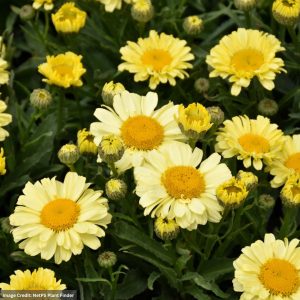 Shasta Daisy (Leucanthemum) - Realflor® Real Sunbeam - #1 Container