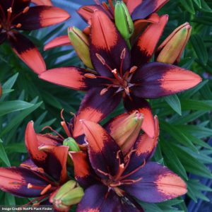 Lily (Lilium) - Lily Looks™ Tiny Ink - #1 Container
