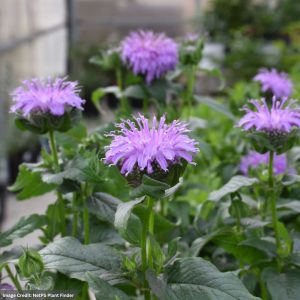 Bee Balm (Monarda) - Blue Moon - #1 Container