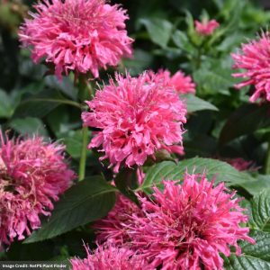 Bee Balm (Monarda) - Bubblegum Blast - #1 Container
