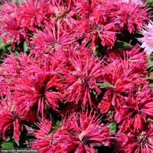 Bee Balm (Monarda) - Cherry Pops - #1 Container