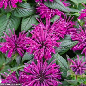 Bee Balm (Monarda) – Rockin Raspberry – #1 Container