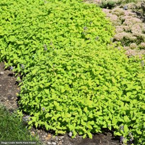 Catsmint (Nepeta) - Chartreuse The Loose - #1 Container