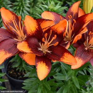 Lily (Lilium) - Lily Looks™ Tiny Lion - #1 Container