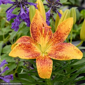 Lily (Lilium) - Lily Looks™ Tiny Parrot - #1 Container