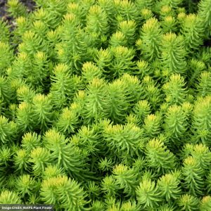 Stonecrop (Sedum) - Prima Angelina - 1 Qt Container