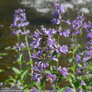 Catsmint (Nepeta) - D'Andre Chaudron - #1 Container