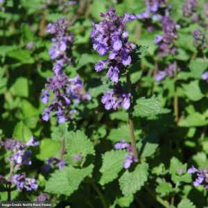 Catsmint (Nepeta) - Blue Dropmore - #1 Container