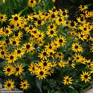 Coneflower (Rudbeckia) - Little Goldstar - #1 Container