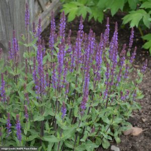 Meadow Sage (Salvia Nemorosa) - Caradonna - #1 Container