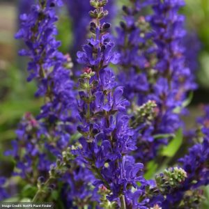 Meadow Sage (Salvia Nemorosa) - Dark Matter™ - #1 Container
