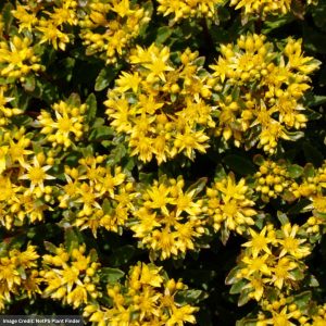 Stonecrop (Sedum) - Rock 'N Round™ Bright Ideas - #1 Container