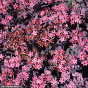 Stonecrop (Sedum) - Plum Dazzled - #1 Container