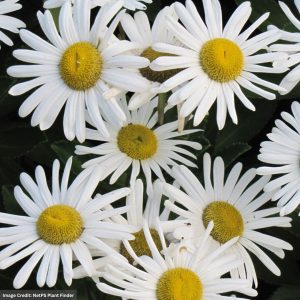 Nippon Daisy (Nipponanthemum Nipponicum) - #1 Container
