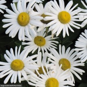 Nippon Daisy (Nipponanthemum Nipponicum) – #1 Container