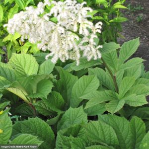 Chestnut Rodgersia (Aesculifolia) - #1 Container