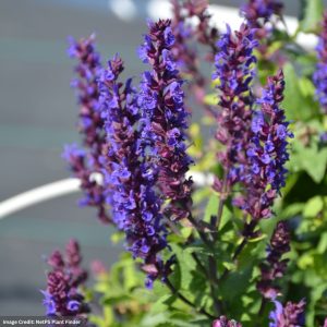 Meadow Sage (Salvia Nemorosa) - Midnight Purple - #1 Container