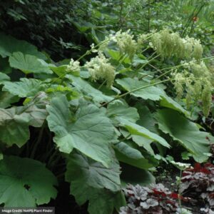 Shieldleaf Rodgersia (Tabularis) – #1 Container