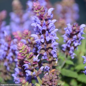 Meadow Sage (Salvia Nemorosa) - Salute™ Ice Blue - #1 Container