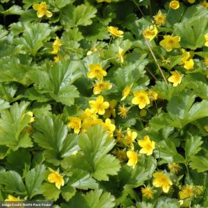 Barren Strawberry (Waldsteinia Ternata) - #1 Container