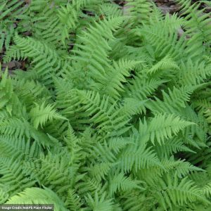 New York Fern (Thelypteris Noveboracensis) - #1 Container