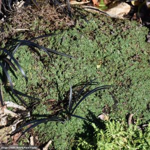 Creeping Thyme - Elfin - 1 Qt Container