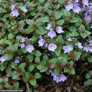 Speedwell (Veronica) - Waterperry Blue - 1 Qt Container