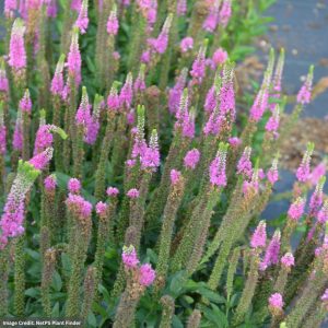 Spike Speedwell (Veronica) - Dark Pink - #1 Container