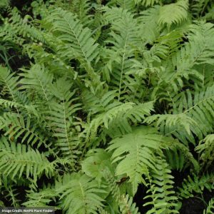 Christmas Fern (Polystichum Acrostichoides) – 1 Qt Container