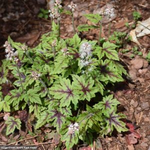 Foamflower (Tiarella) - Elizabeth Oliver - #1 Container
