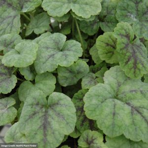 Foamflower (Tiarella) - Running Tapestry - #1 Container