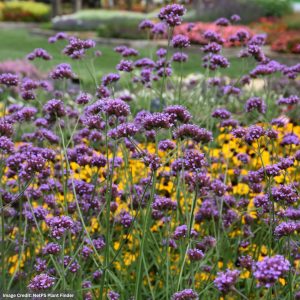Verbena – Buenos Aires – #1 Container