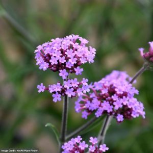 Verbena - Lollipop - #1 Container