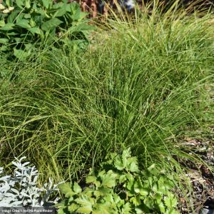 Sedge (Carex) – Pennsylvania – 1 Qt Container