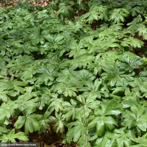 Mayapple (Podophyllum Peltatum) – 3 Qt Container